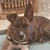 Dotty Bell - Facebook