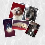 Zarah - @bella_toby_dotty_barney_sheena - Instagram