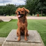 Dotty Johnson - @dotty_the_cavapom - Instagram