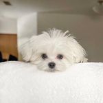 Doua Vang - @vang_doua - Instagram