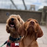 Doug And Arthur - @doug_arthur_ - Instagram