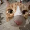 doughhball - @doughhball - TikTok
