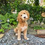 Dougie Barclay🐾 - @dougiedoubledoodle - Instagram