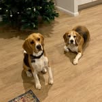 Benson & Doug - @bensonanddoug - Instagram