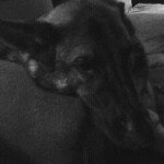Doug Benson - @dougsevilfortressofevil - Instagram