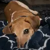 Dovi.Bernstein - @dovibernstein123 - TikTok