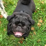 Doug Booth - @doug_the_pug_dog - Instagram