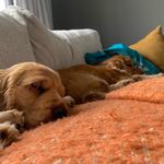 Bob & Doug - @bobanddougboswell - Instagram