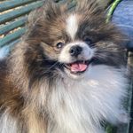 Dougie Bowser - @dougieinparis - Instagram