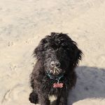 Douglas Bowser GB - @dougiebowser - Instagram