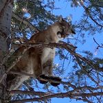 Doug Boykin & Bear Boykin - @boykin_guides_and_outfitters - Instagram