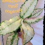 Douglas Branham - @metriod1701 - Instagram