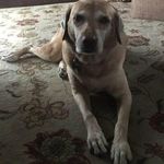 Doug Brenner - @dhb310 - Instagram