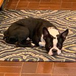 Doug The Dog - @doug.the.dog.brenner - Instagram