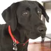 dougbridgeman - @dougbridgeman - TikTok
