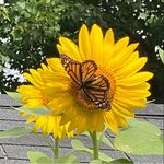 Doug Brobst - @dougbrobst - Instagram