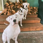 < Doug  + Bruce > - @thedogobros - Instagram