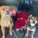 Doug & Bruce 🐶🐶🐾🐾 - @doug_and_bruce_ - Instagram