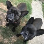 Doug And Bruce - @dougnbrucethefrenchies - Instagram