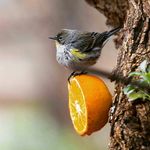 Doug Bruns - @traveling_birdman - Instagram