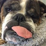 Doug Buchanan - @dougbulldog - Instagram