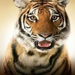 Doug Buchanan - @tigerdouglas - Instagram