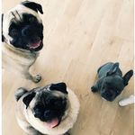 DOUG, BUCKLEY & BANKS - @thesquishyfacedclub - Instagram