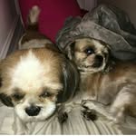 amooo❤🐕 🐕🐕🐕🐶🐶🐶 - @doug_buddyy - Instagram
