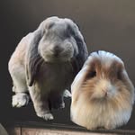 Doug & Buddha - @buddhadouggg - Instagram