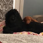 Doug + Buddy - @doug._.buddy - Instagram