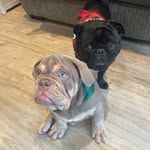 Doug _Buddy - @dougandbuddy - Instagram