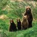 Bear Doug Buffone - Facebook