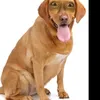 dougbus - @dougbus - TikTok