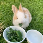 Doug The Bunny - @doug.bunny - Instagram