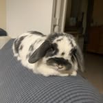 Doug - @thebunnydoug - Instagram