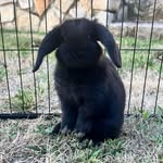 Douglas 🖤 - @douglas.the.bunny - Instagram