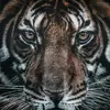 Douglas Burden - @douglas.burden1 - TikTok