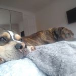 Doug and Cash - @dougalandcash.mastiffs - Instagram
