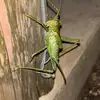 DougCasselArt - @dougcasselart - TikTok
