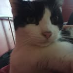 Cattos + Doggos - @smokey_x_charlie - Instagram
