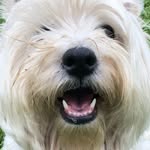Doggo+catto - @doggocatto12 - Instagram
