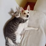 Maya Doggo + Pippa Catto - @mayadoggo.pippacatto - Instagram
