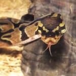 Doug Chamberlain - @squigglescales - Instagram
