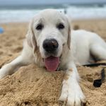 Doug Chamberlain - @digdoug_2020 - Instagram