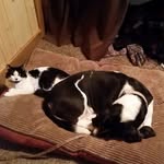 Roscoe Doug & Conway Kitty - @roscoe_n_conway - Instagram