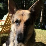 Doug Cooley Cotton - @dougthedog_cotton - Instagram