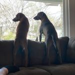 Doug and Coots - @douglas_and_cooter - Instagram