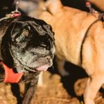Cornellius the Pug - @cornellius_dougal - Instagram