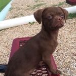 Doug Cotton🐾 - @sir.douglas.cotton - Instagram