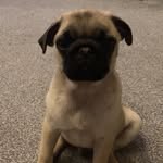 Doug ‘the Crammy’ Pug - @dougcrammypug - Instagram